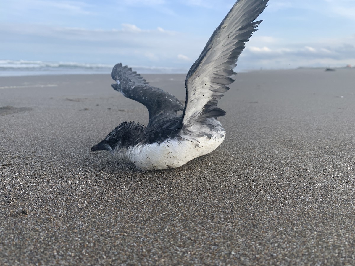 Japanese Murrelet - ML241151911