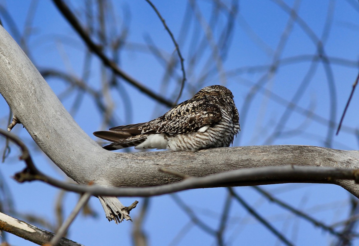 Common Nighthawk - ML241152691