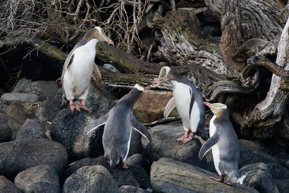 Yellow-eyed Penguin - ML241153691