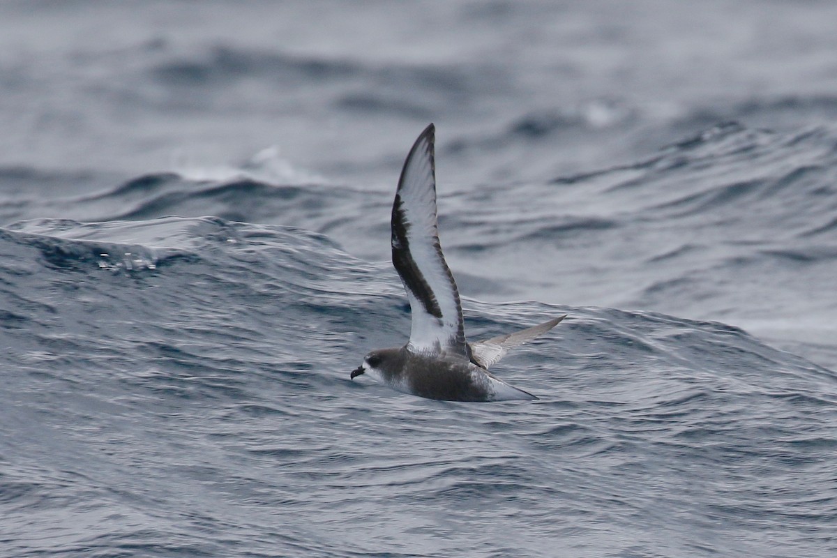 Mottled Petrel - ML241154781