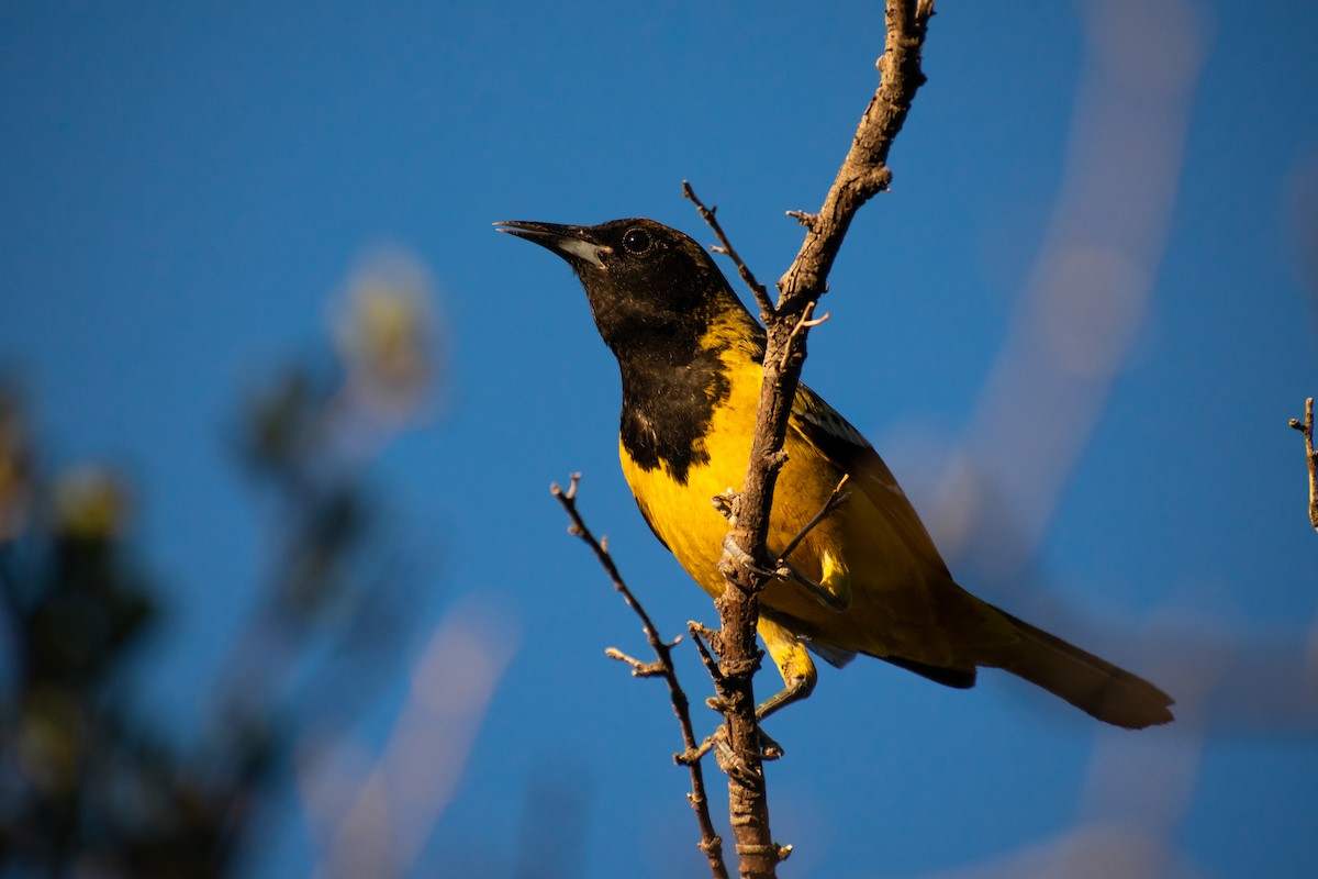 Scott's Oriole - Danny Tipton