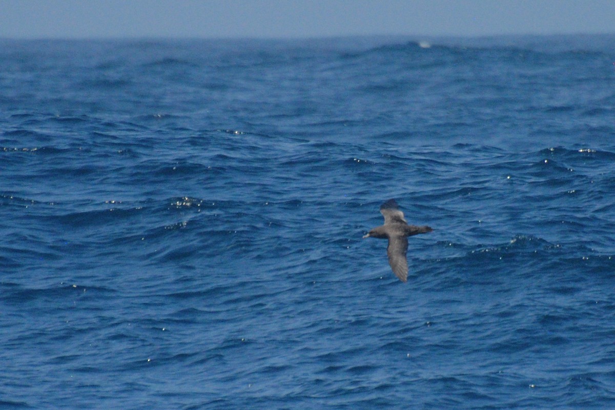 Flesh-footed Shearwater - Nick Moore