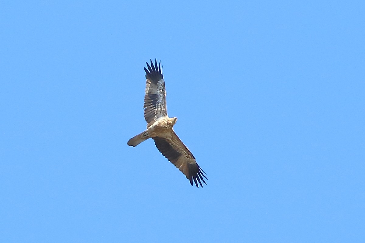 Whistling Kite - ML241156411