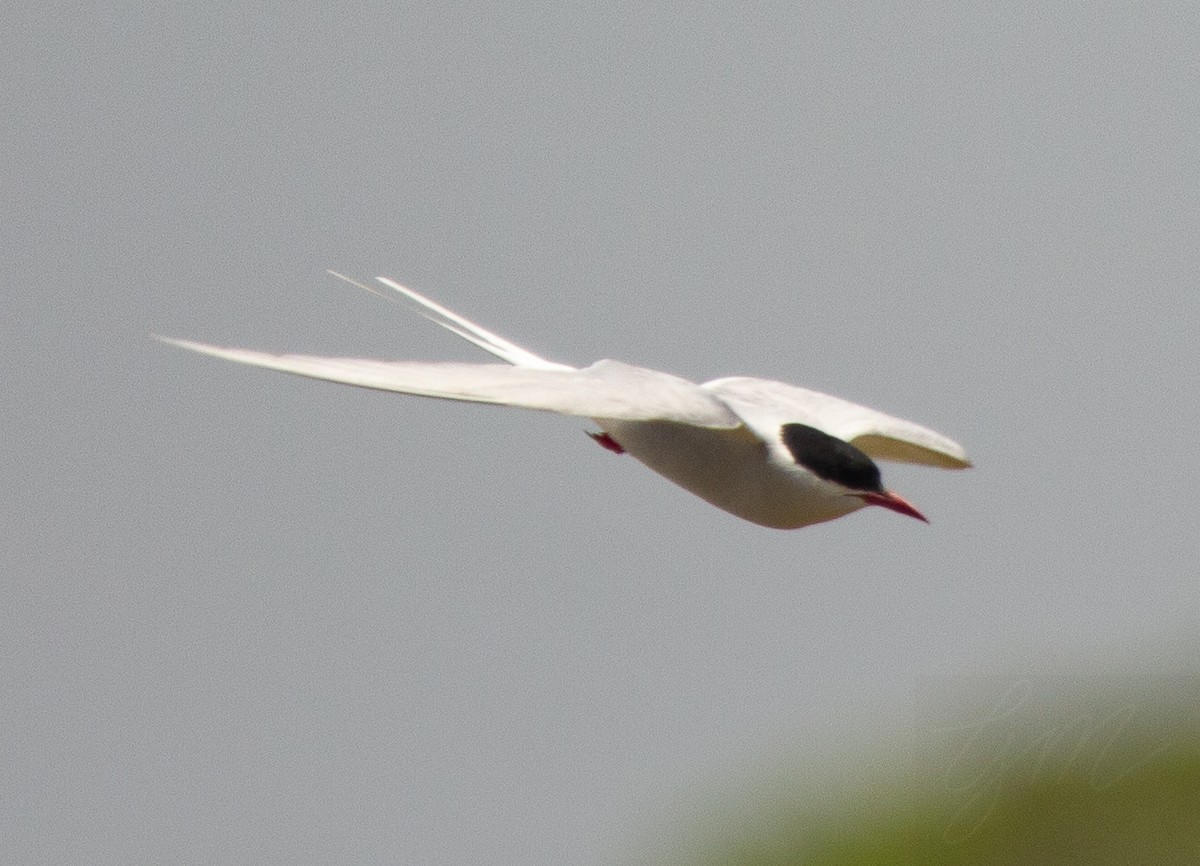 Arctic Tern - Giovanni Martinez