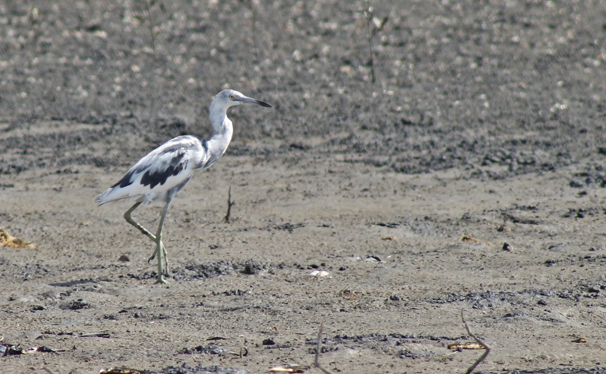 Little Blue Heron - ML241157841