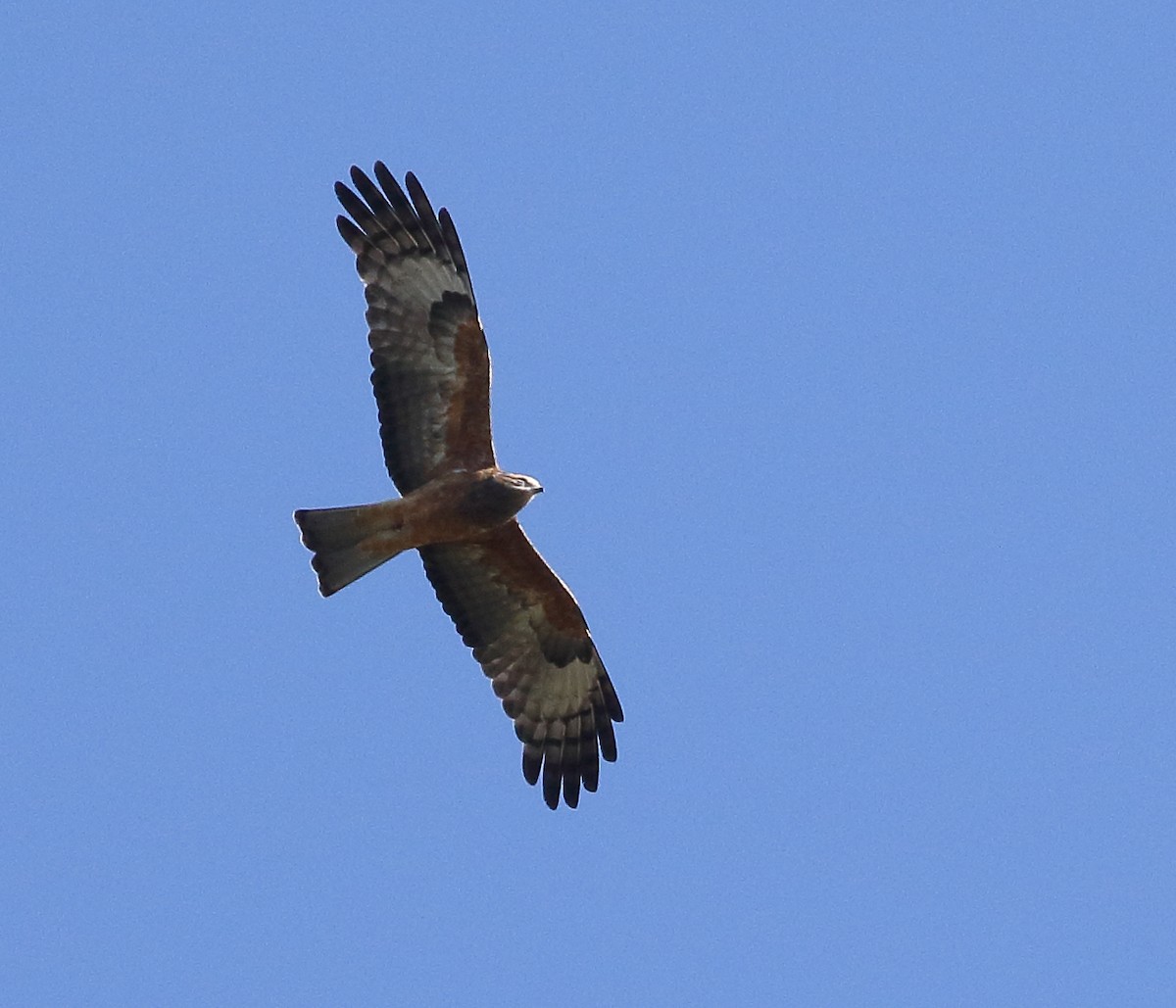 Square-tailed Kite - ML241158591