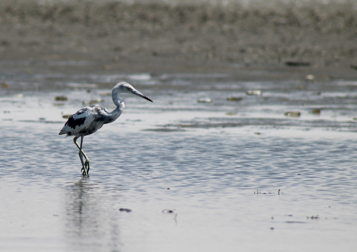 Little Blue Heron - ML241160971