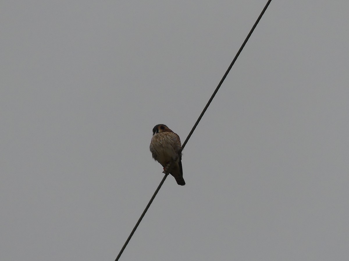 American Kestrel - ML24116151
