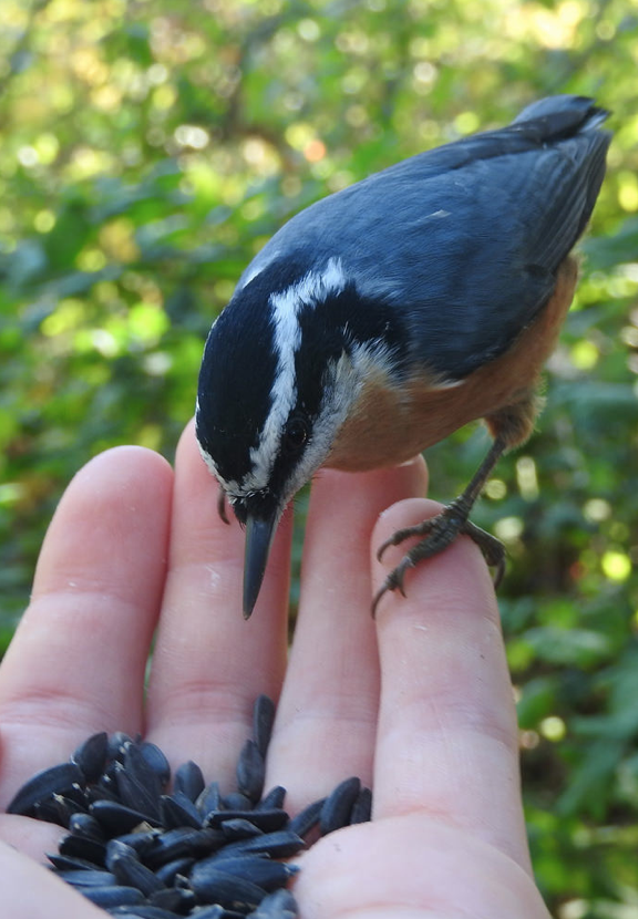 Red-breasted Nuthatch - ML241161781