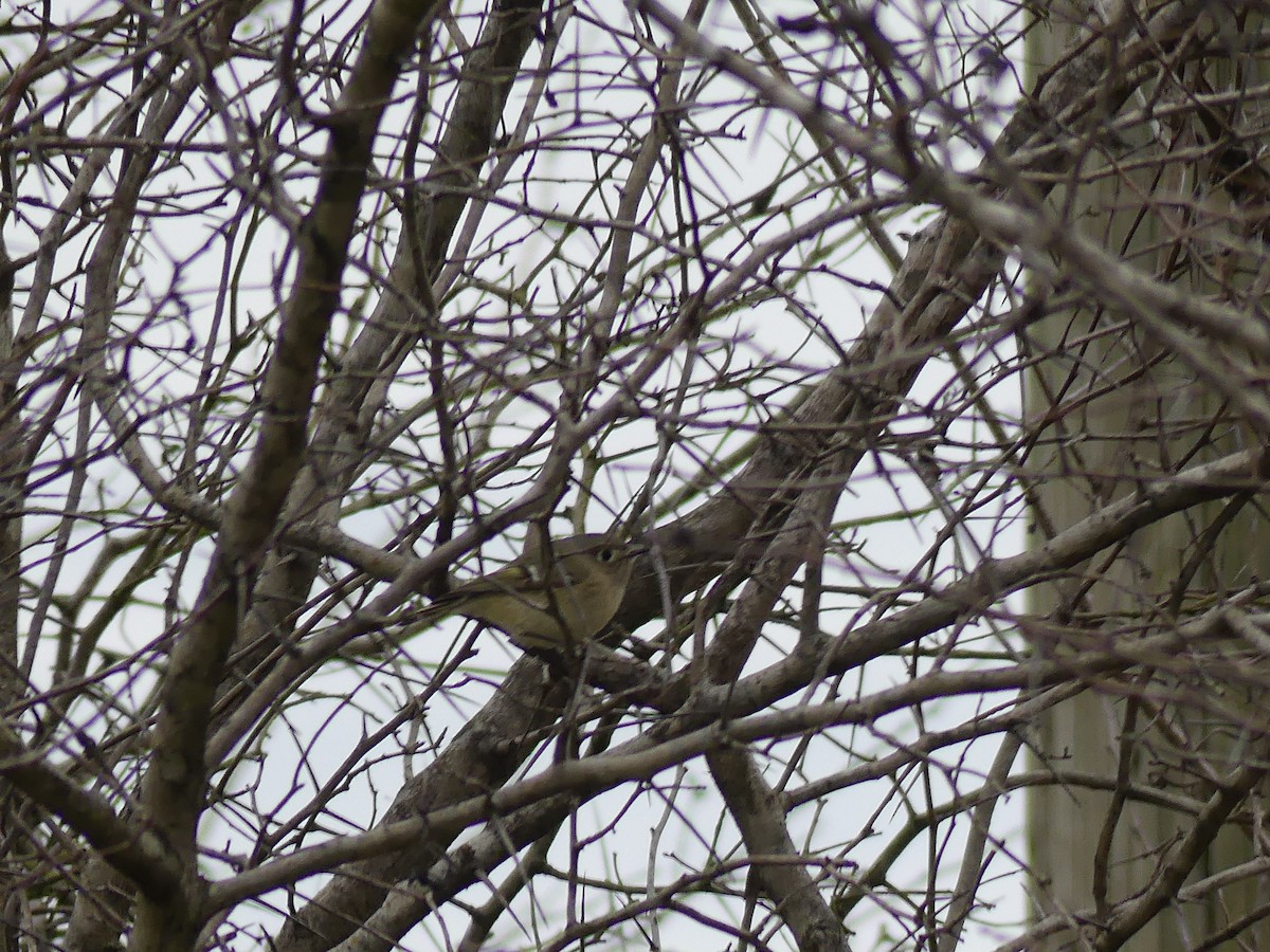 Ruby-crowned Kinglet - ML24116241