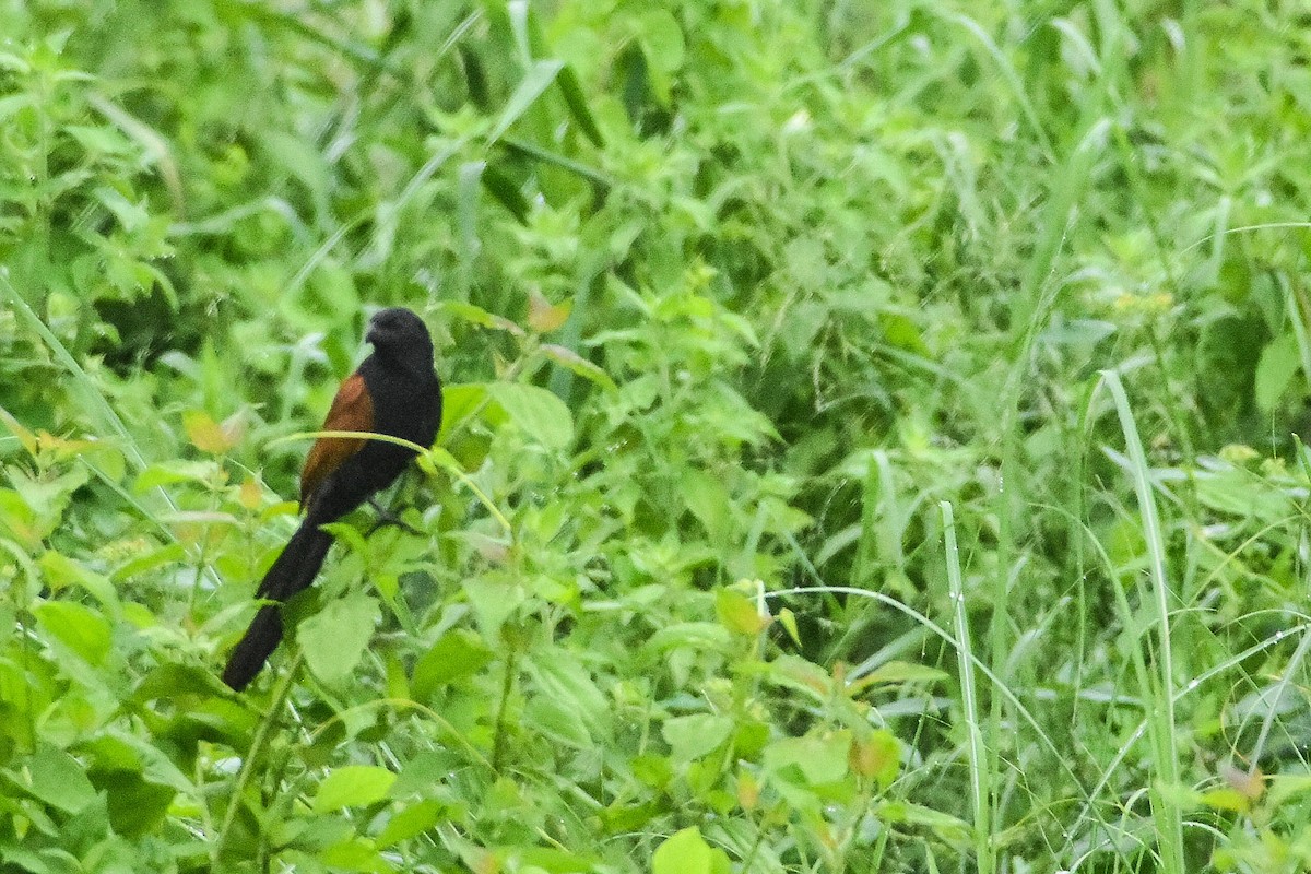 Lesser Coucal - ML241162481