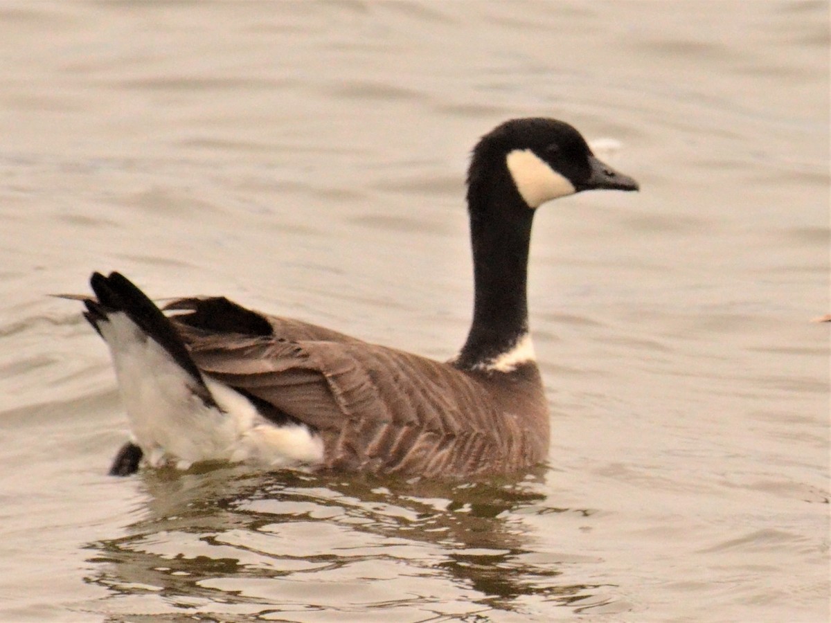 Cackling Goose - ML241163161