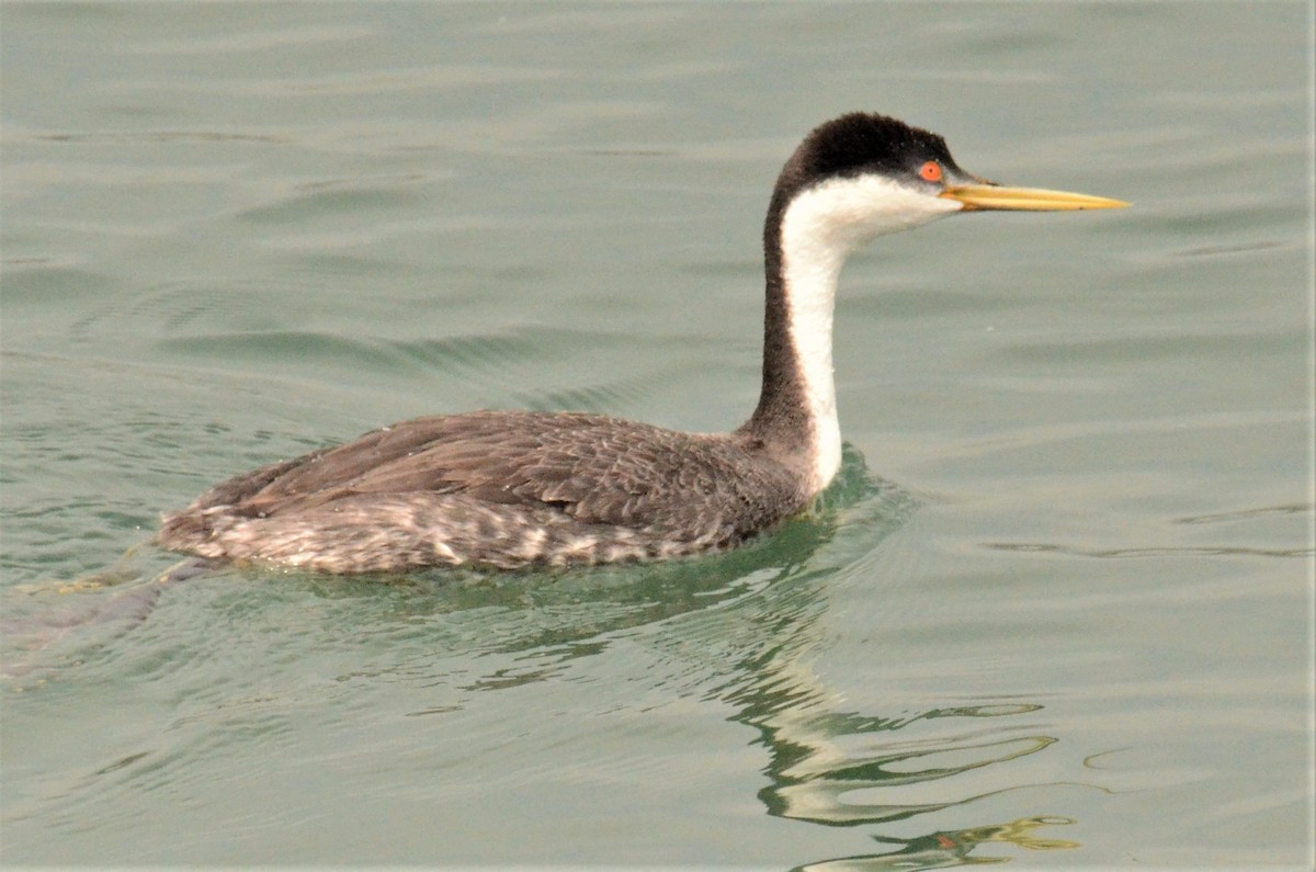 Western Grebe - ML241164001