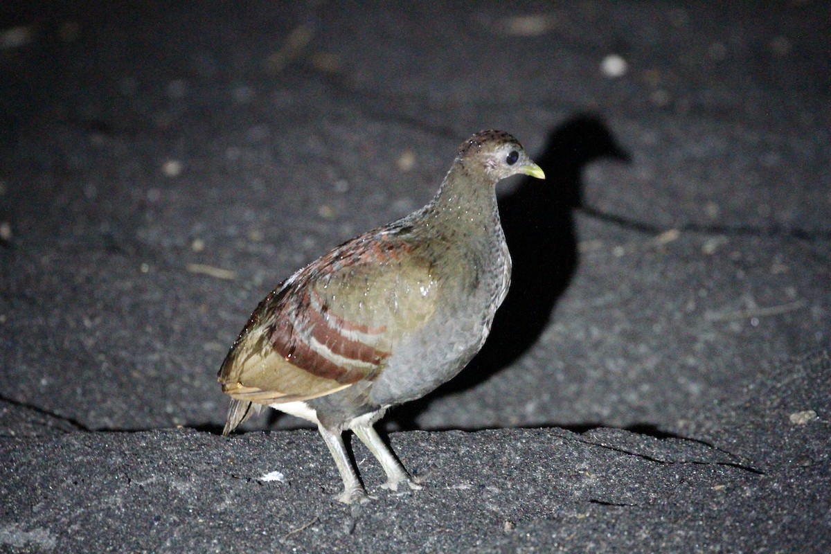 Moluccan Megapode - ML241164741