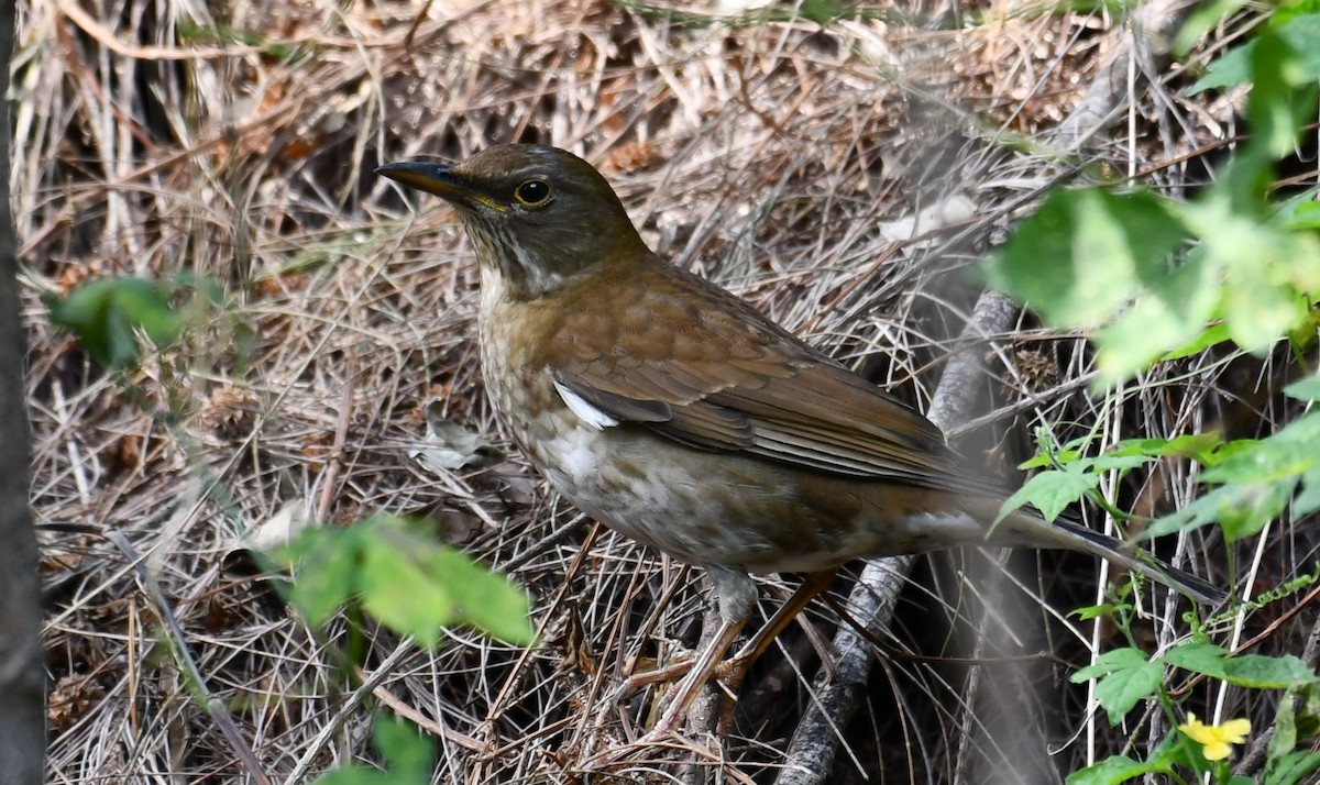 Pale Thrush - ML241164831