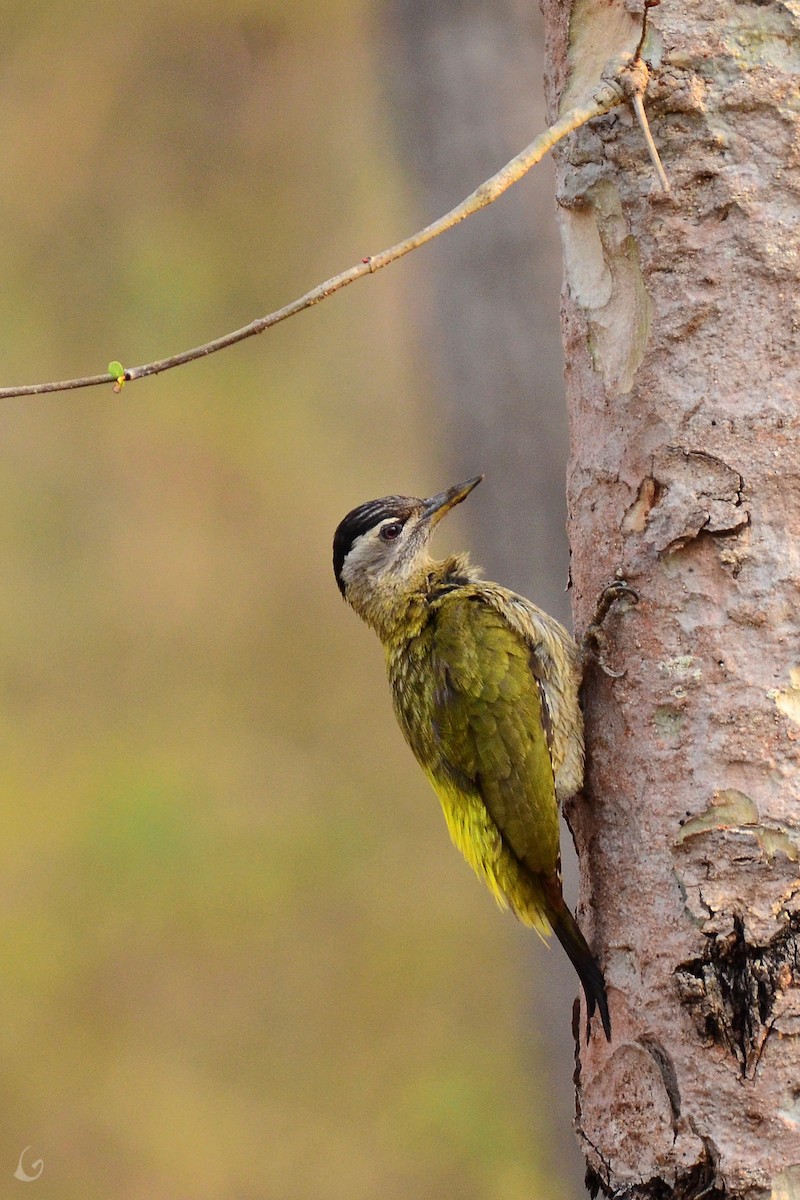 Streak-throated Woodpecker - Govinda Viswanathan