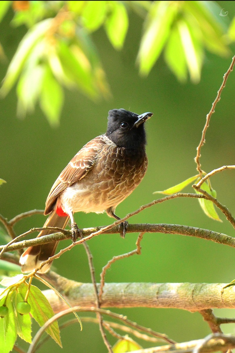 Bulbul à ventre rouge - ML241166111