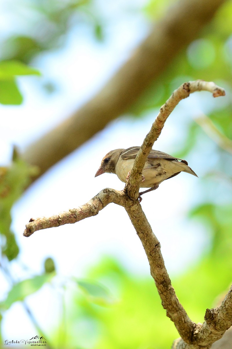 Yellow-throated Sparrow - Govinda Viswanathan