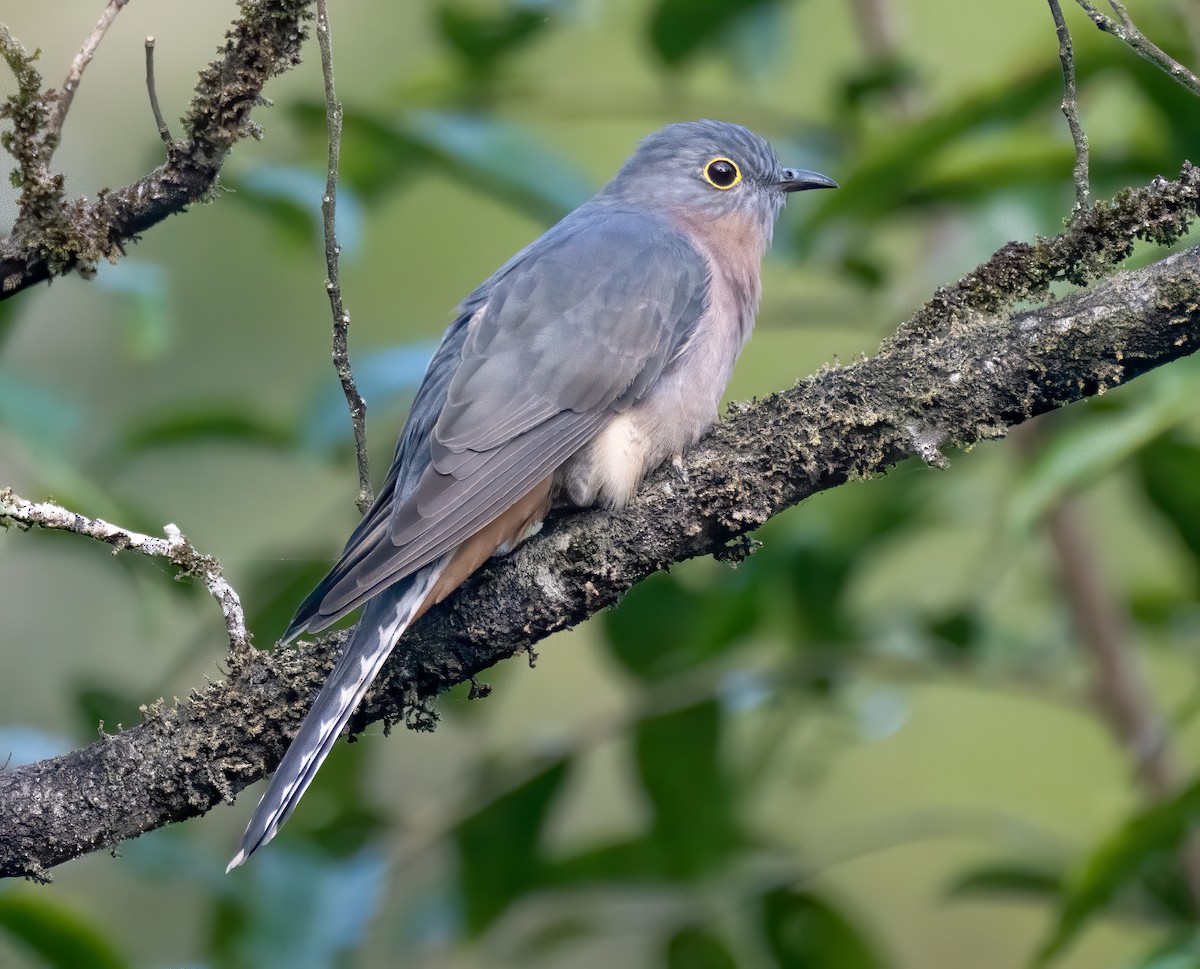 Fan-tailed Cuckoo - Richard Simmonds