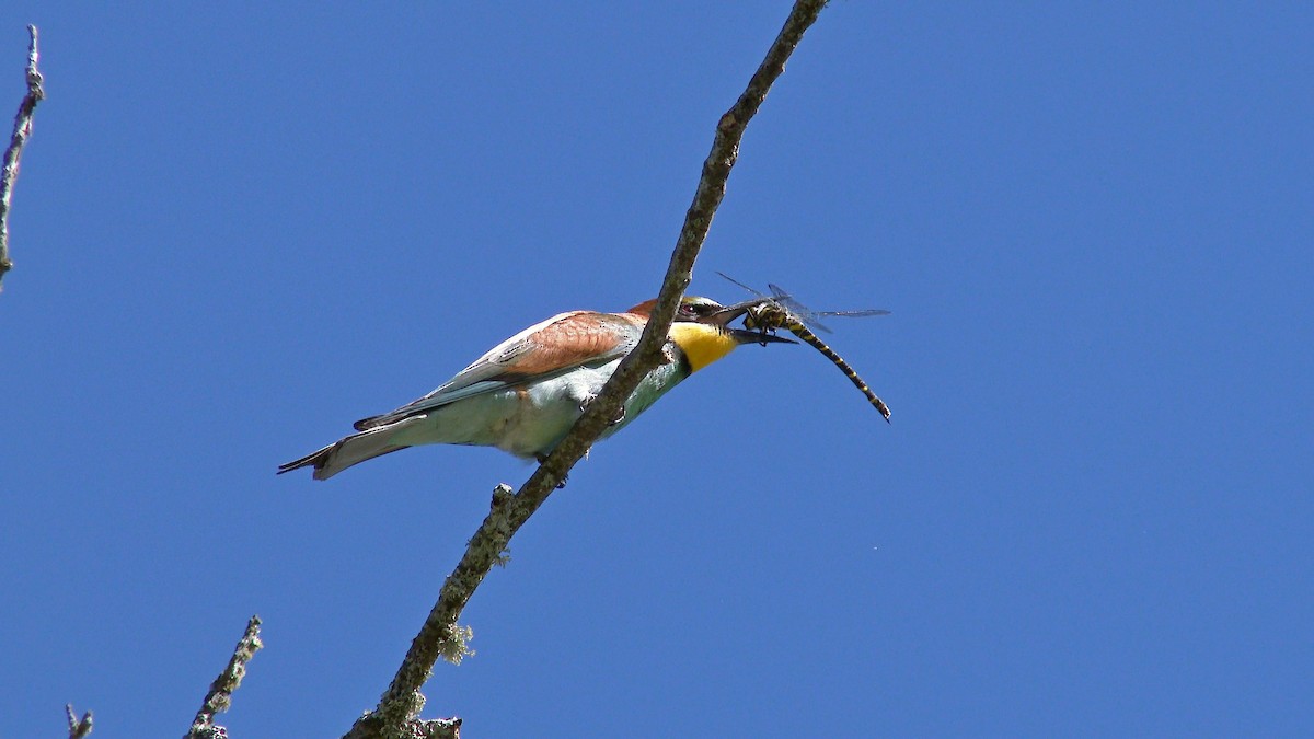 European Bee-eater - ML241168561