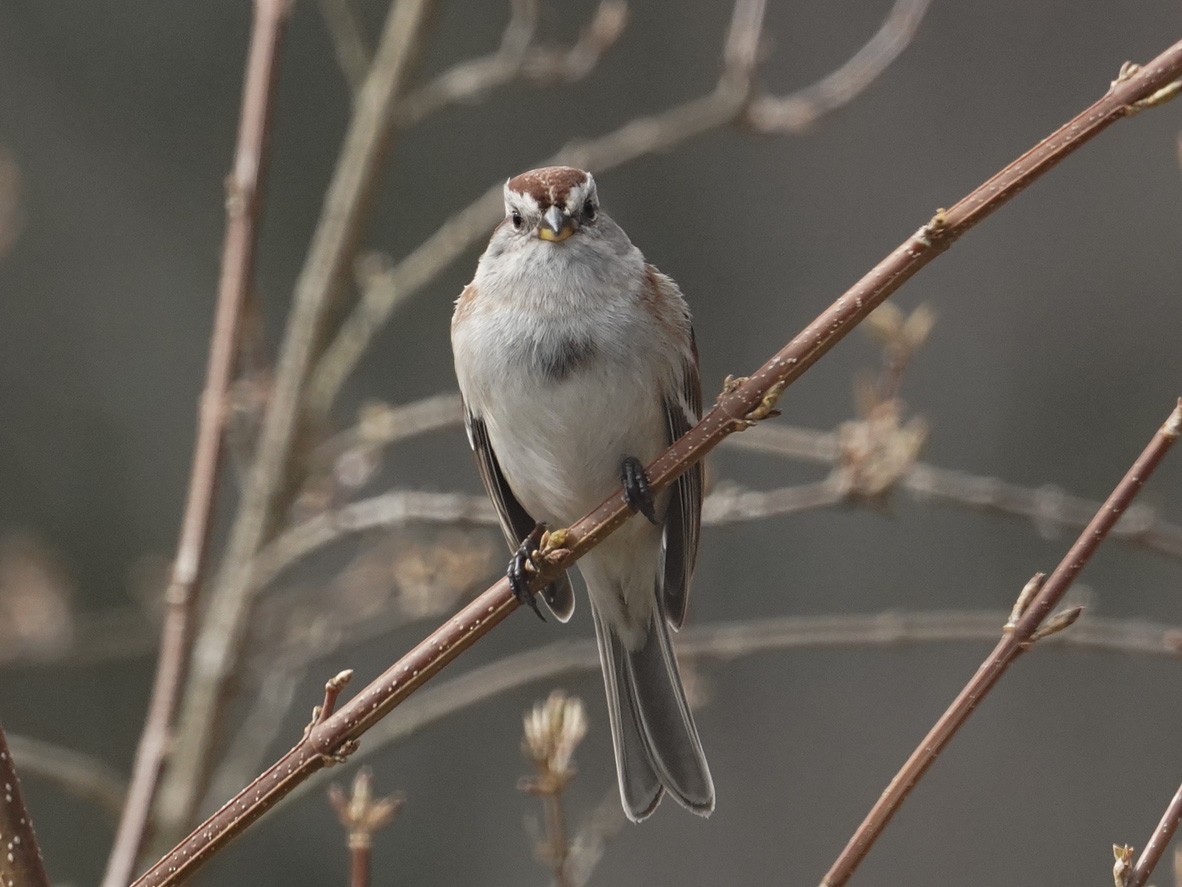 American Tree Sparrow - Amy Swarr