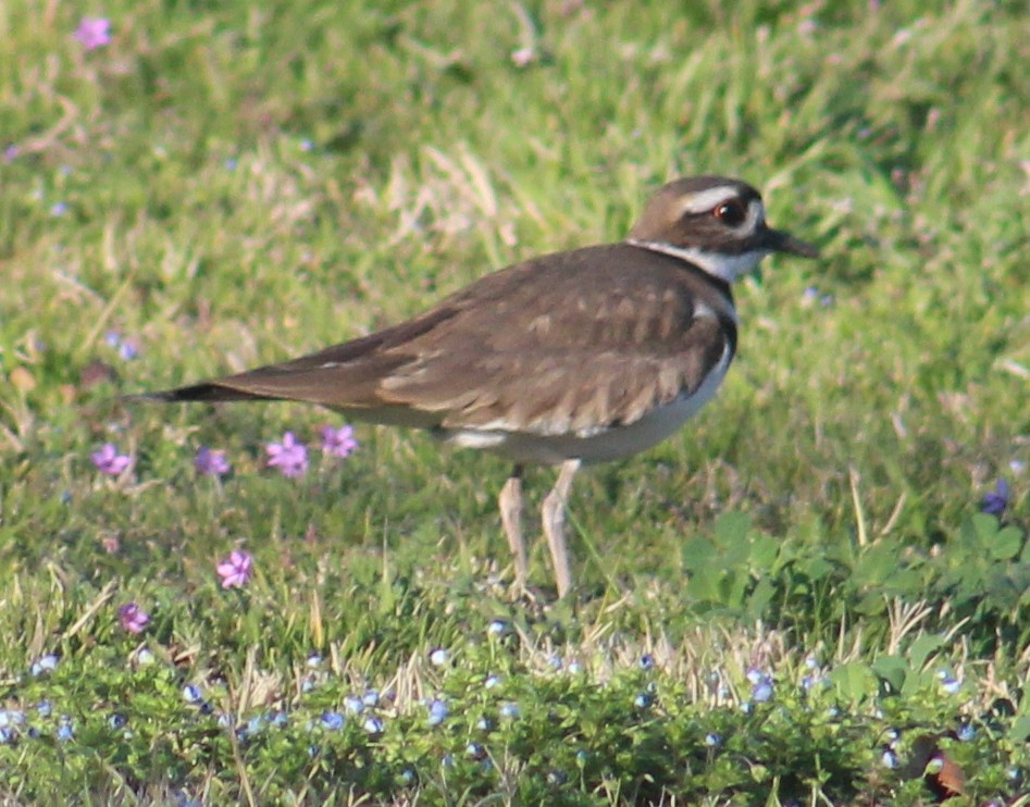 Killdeer - Jeffery Scism