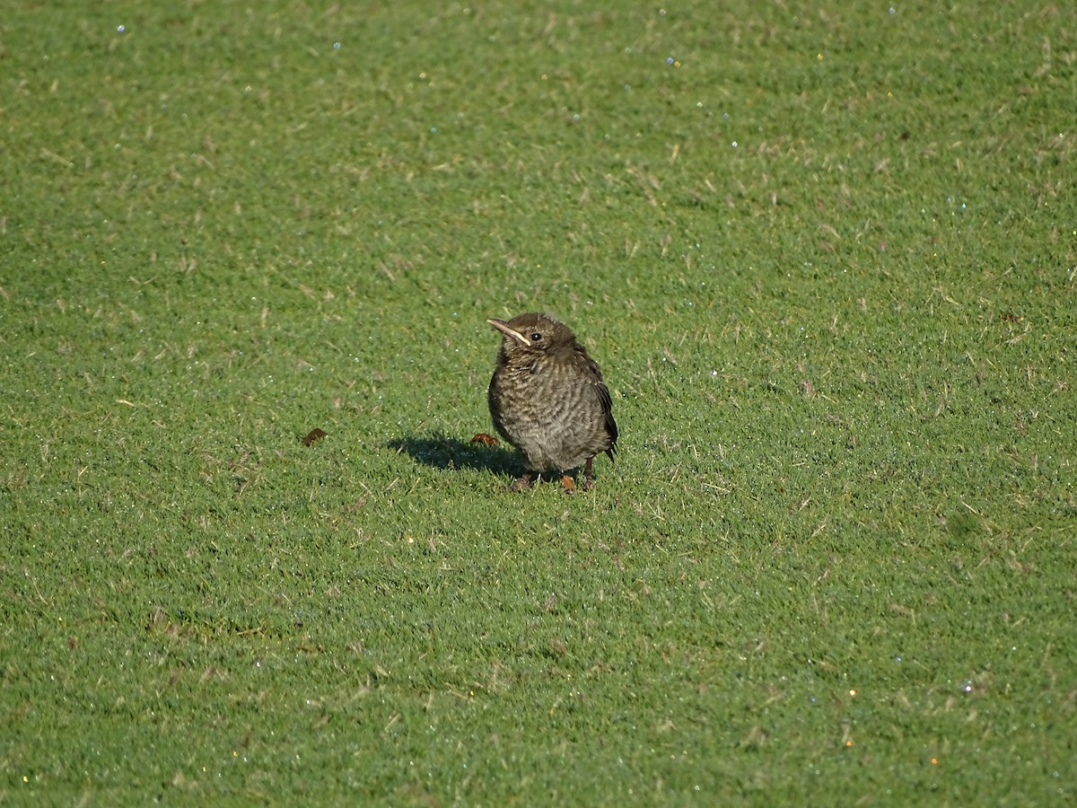 Eurasian Blackbird - ML241169841