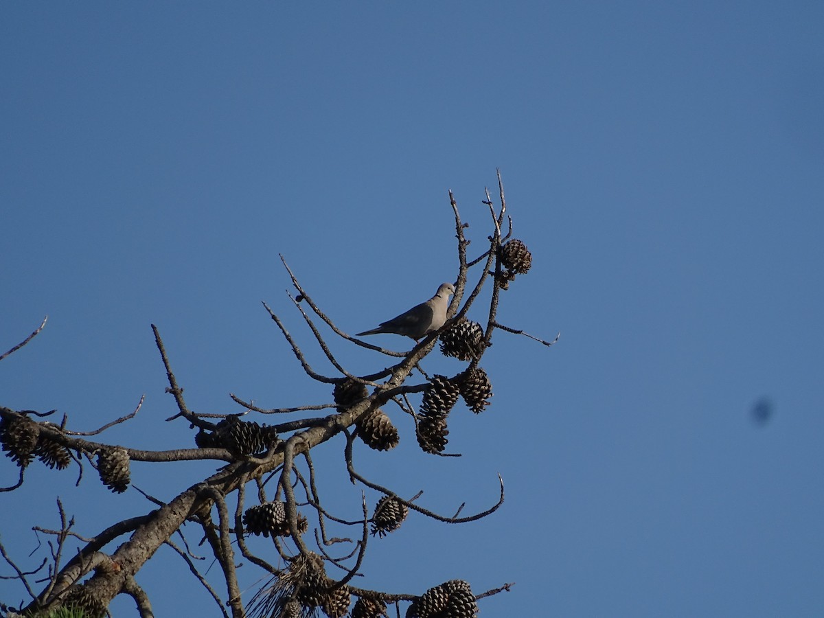 Eurasian Collared-Dove - António Cotão