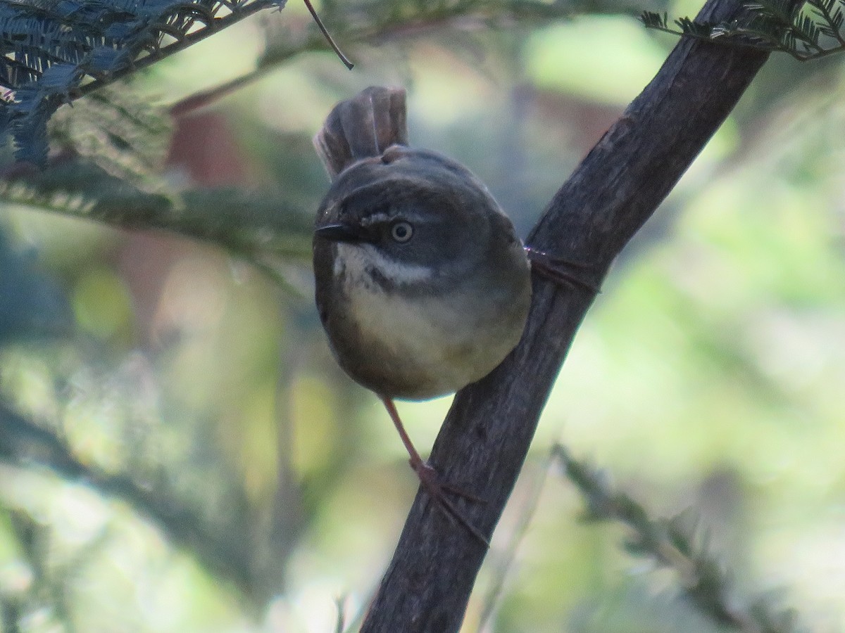 White-browed Scrubwren - ML241169931