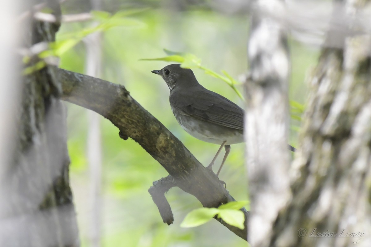 Swainson's Thrush - ML241170561