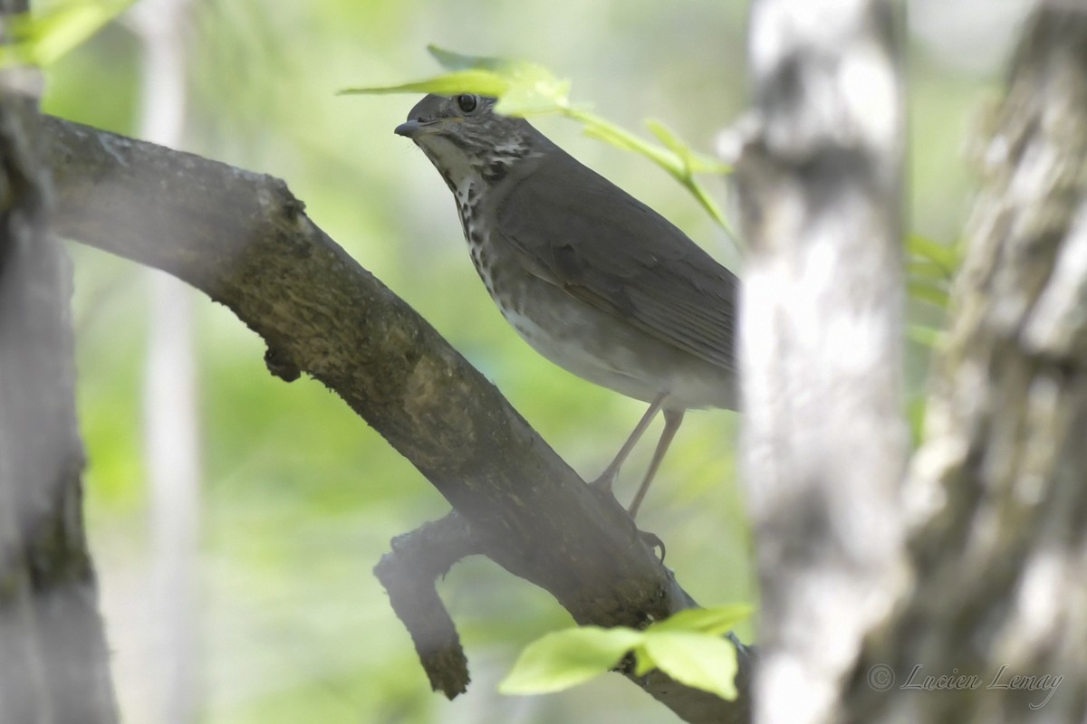 Swainson's Thrush - ML241170611