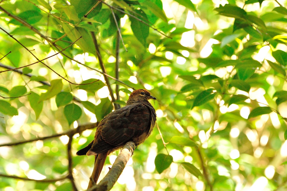 Brown Cuckoo-Dove - ML241171041