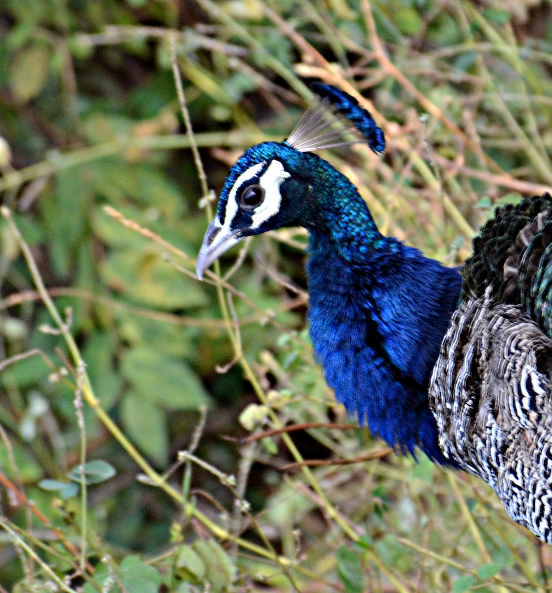 Indian Peafowl - Savithri Singh