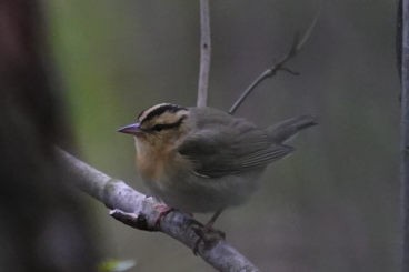 Worm-eating Warbler - ML241174581