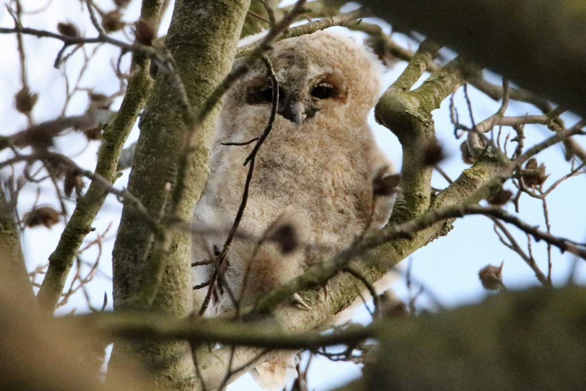 Tawny Owl - Anonymous