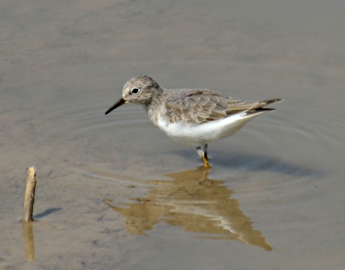 Temminck's Stint - Savithri Singh