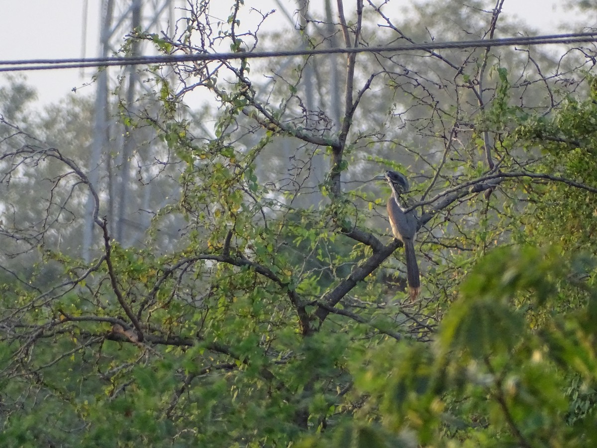 Indian Gray Hornbill - ML241176131