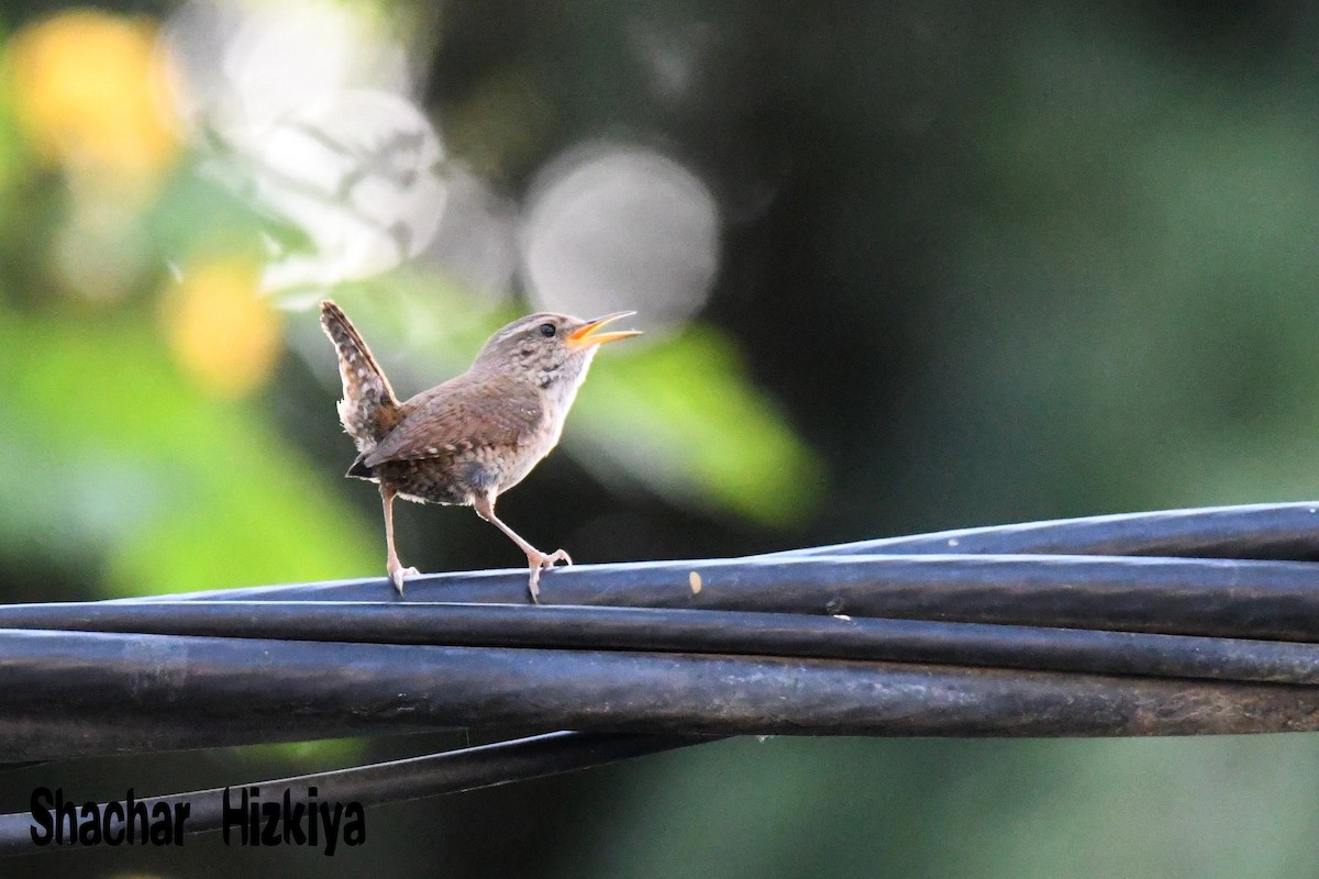 Eurasian Wren - ML241177911