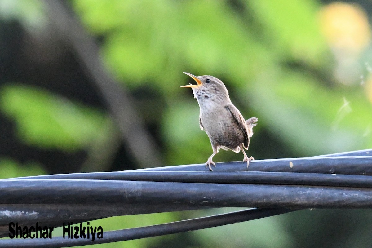 Eurasian Wren - ML241177921