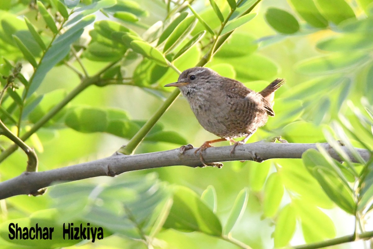 Eurasian Wren - ML241177931