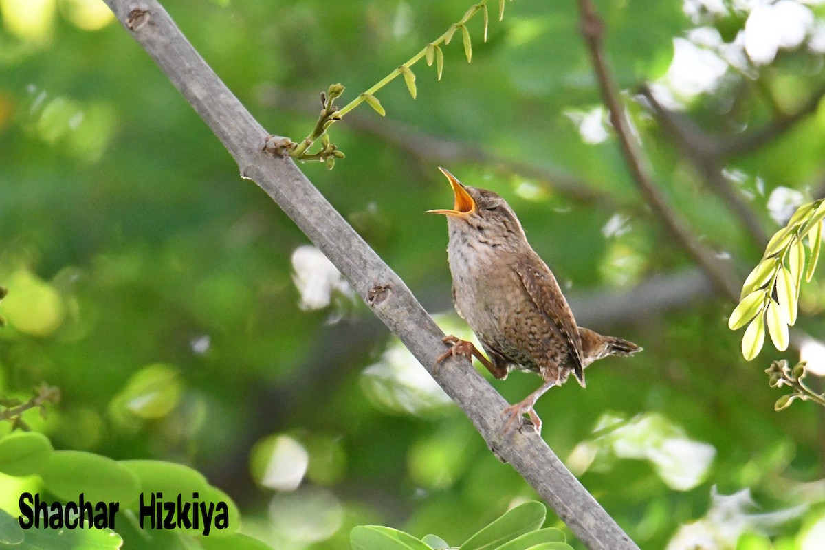 Eurasian Wren - ML241177951