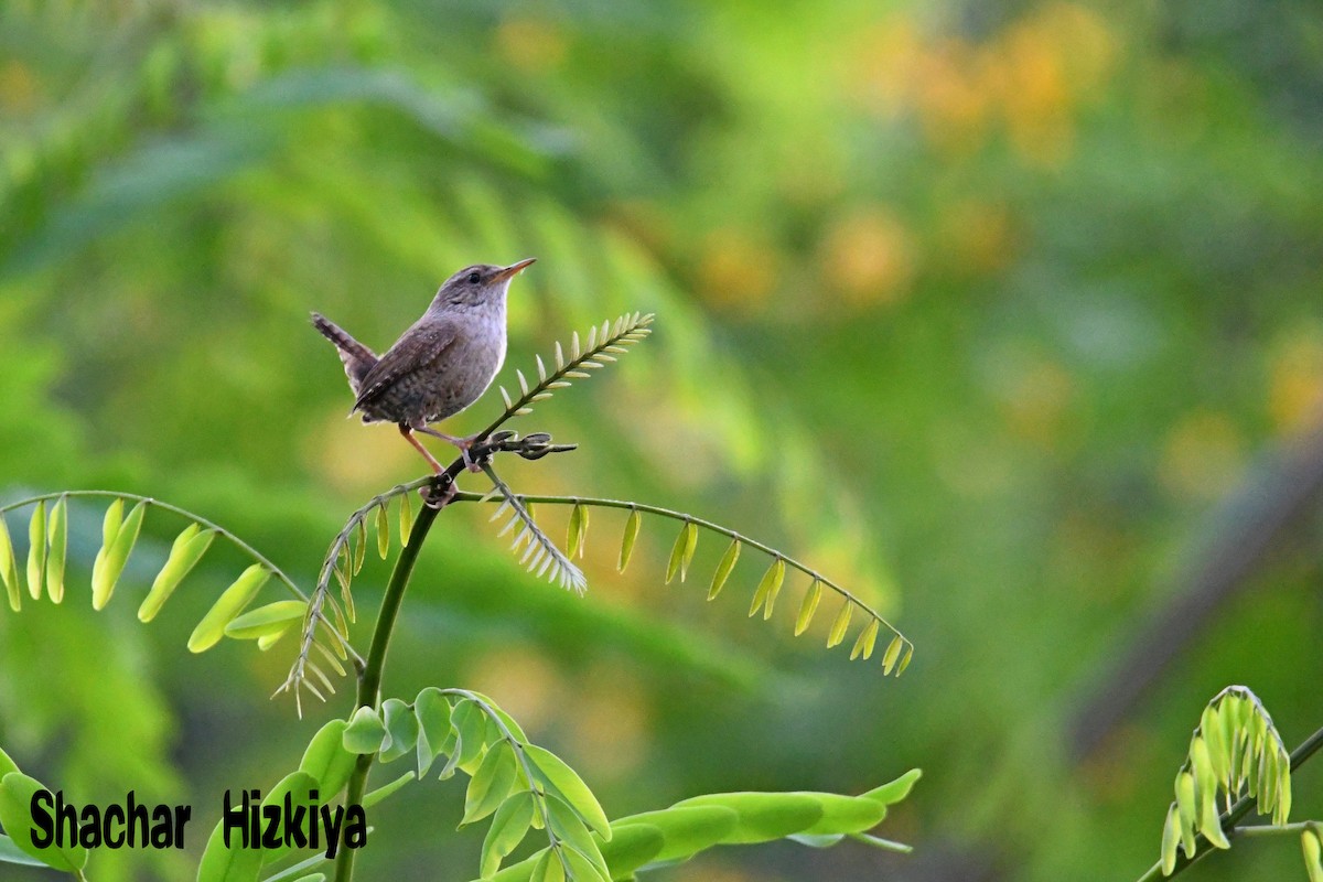 Eurasian Wren - ML241177961