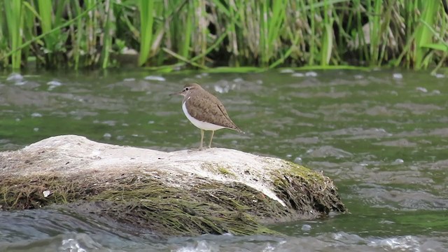 Common Sandpiper - ML241178011