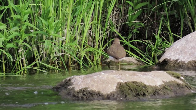 Common Sandpiper - ML241178111