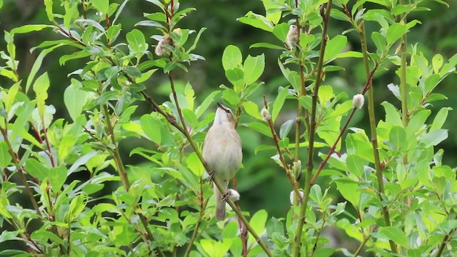 Sedge Warbler - ML241178431