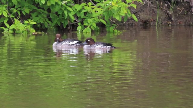 Common Goldeneye - ML241179431