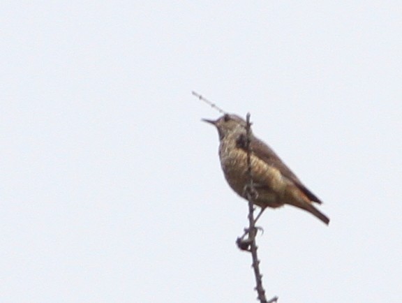 Rufous-tailed Rock-Thrush - Jan Harm Wiers