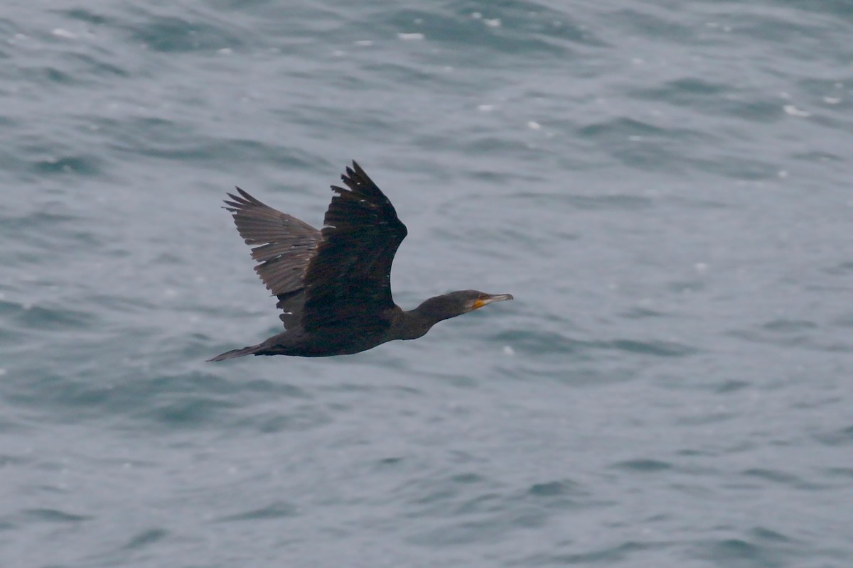 Great Cormorant (Australasian) - ML241181471