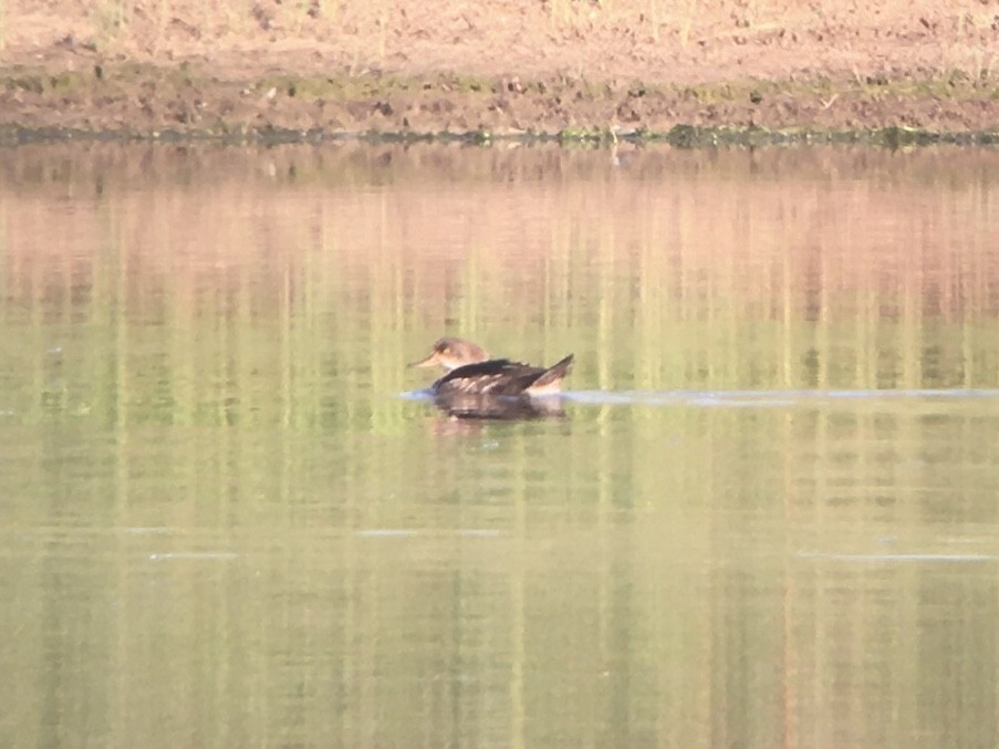 Hooded Merganser - ML241182691