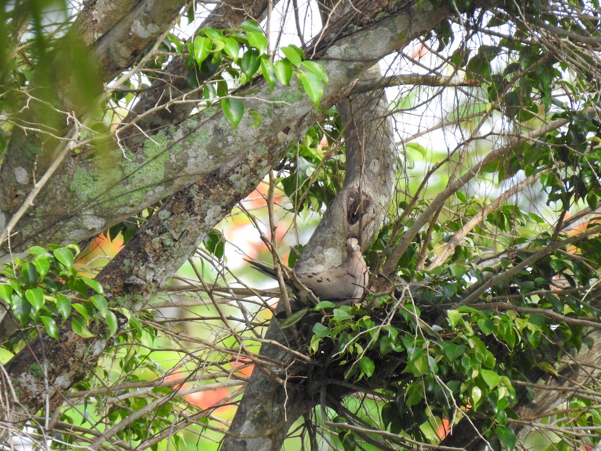Mourning Dove - ML241184721